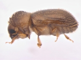 Hypothenemus sp1732_Ambrosial2 13694