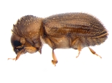 Hypothenemus sp1732_Ambrosial2 13694