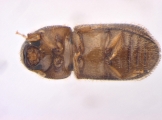 Hypothenemus sp1732_Ambrosial2 13694