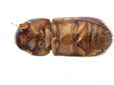 Hypothenemus sp1732_Ambrosial2 13694