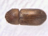 Hypothenemus sp1732_Ambrosial2 13694
