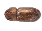 Hypothenemus sp1732_Ambrosial2 13694