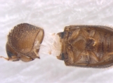 Hypothenemus sp1732_Ambrosial2 13694