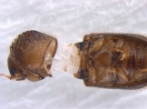 Hypothenemus sp1732_Ambrosial2 13694