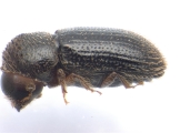Hypothenemus sp1798_LargeLongShiny 13659