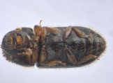 Hypothenemus sp1798_LargeLongShiny 13659