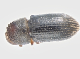 Hypothenemus sp1798_LargeLongShiny 13659