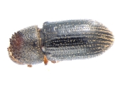 Hypothenemus sp1798_LargeLongShiny 13659