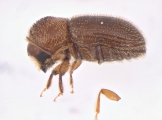 Hypothenemus ingens 13681