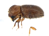 Hypothenemus ingens 13681