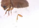 Hypothenemus ingens 13681