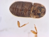 Hypothenemus ingens 13681
