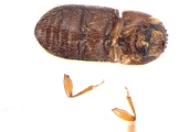 Hypothenemus ingens 13681
