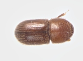 Hypothenemus ingens 13681