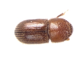 Hypothenemus ingens 13681