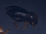Hypothenemus sp_2216Ambrosial_hairlike 16526