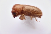 Hypothenemus sp1819_Yellow 13495