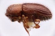 Hypothenemus interstitialis 12231