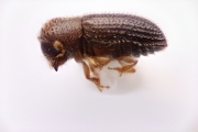Hypothenemus eruditus 14696