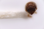 Hypothenemus eruditus 14696
