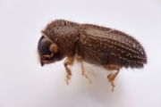 Hypothenemus sp2045_spinyeruditus 14702
