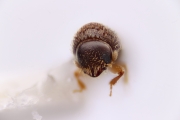 Hypothenemus sp2045_spinyeruditus 14702