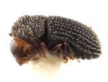 Hypothenemus sparsus 11832