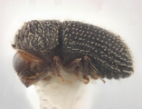 Hypothenemus sparsus 11832