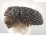 Hypothenemus sparsus 11832