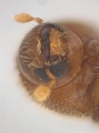 Hypothenemus sp1681_Spiny 13946