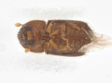 Hypothenemus sp1681_Spiny 13946