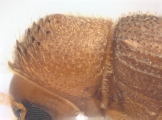 Hypothenemus sp1681_Spiny 13946