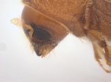 Hypothenemus sp1681_Spiny 13946
