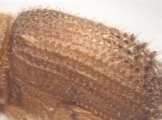 Hypothenemus sp1681_Spiny 13946