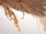 Hypothenemus sp1681_Spiny 13946
