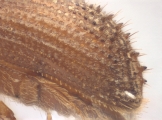 Hypothenemus sp1681_Spiny 13946