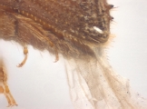 Hypothenemus sp1681_Spiny 13946