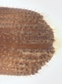 Hypothenemus sp1681_Spiny 13946