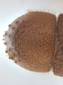 Hypothenemus sp1681_Spiny 13946