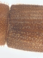 Hypothenemus sp1681_Spiny 13946