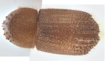 Hypothenemus sp1681_Spiny 13946
