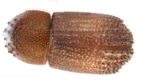 Hypothenemus sp1681_Spiny 13946