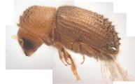 Hypothenemus sp1681_Spiny 13946