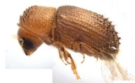 Hypothenemus sp1681_Spiny 13946