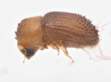 Hypothenemus sp1681_Spiny 13947