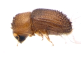 Hypothenemus sp1681_Spiny 13947