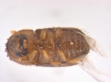 Hypothenemus sp1681_Spiny 13947