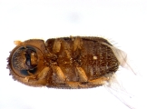 Hypothenemus sp1681_Spiny 13947