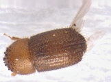 Hypothenemus sp1681_Spiny 13947
