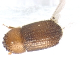 Hypothenemus sp1681_Spiny 13947